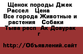 Щенок породы Джек Рассел › Цена ­ 45 000 - Все города Животные и растения » Собаки   . Тыва респ.,Ак-Довурак г.